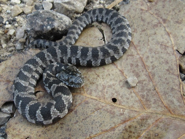 Northern Water Snake